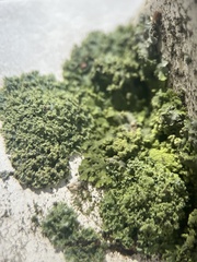 Candelaria concolor