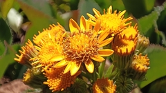 Packera toluccana