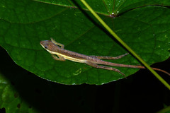 Anolis krugi