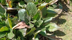 Packera toluccana