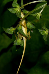 Anolis krugi