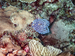 Callyspongia plicifera