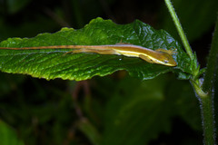 Anolis krugi