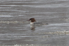 Mergus merganser