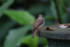 Muscicapa muttui