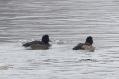 Aythya fuligula