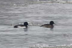 Aythya fuligula