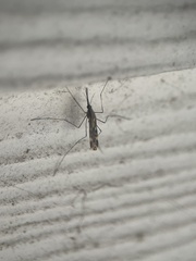 Anopheles punctipennis