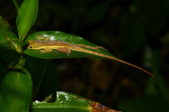 Anolis krugi