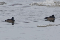 Aythya fuligula