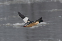 Mergus merganser