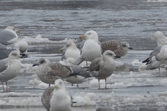 Larus cachinnans