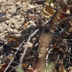 Aspidoscelis hyperythrus