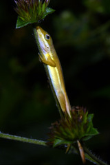 Anolis krugi