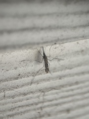 Anopheles punctipennis