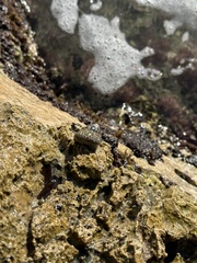Phorcus turbinatus