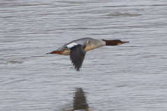 Mergus merganser