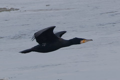 Phalacrocorax carbo