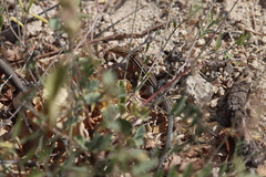 Aspidoscelis hyperythrus