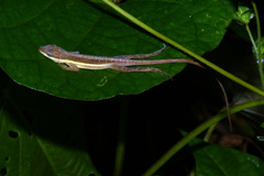 Anolis krugi