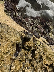 Phorcus turbinatus