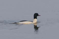 Mergus merganser