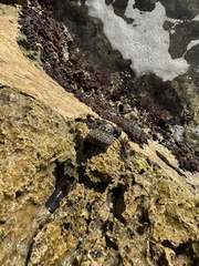 Phorcus turbinatus