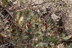 Aspidoscelis hyperythrus