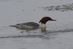 Mergus merganser