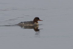 Mergus merganser