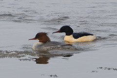 Mergus merganser merganser