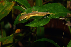 Anolis krugi