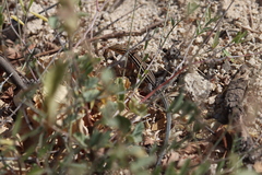 Aspidoscelis hyperythrus