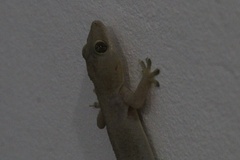 Hemidactylus mabouia