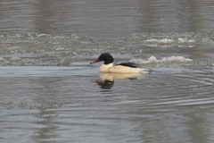 Mergus merganser