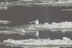 Chroicocephalus ridibundus