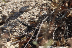 Aspidoscelis hyperythrus