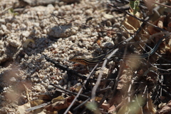 Aspidoscelis hyperythrus