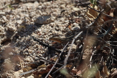 Aspidoscelis hyperythrus