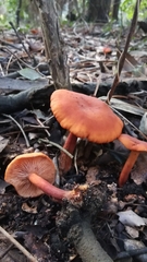 Lactarius atlanticus