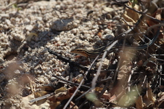 Aspidoscelis hyperythrus