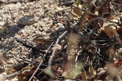 Aspidoscelis hyperythrus