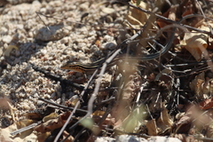 Aspidoscelis hyperythrus