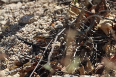 Aspidoscelis hyperythrus