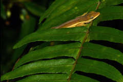 Anolis krugi