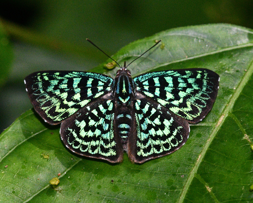 Mariposa lentejuela