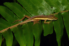 Anolis krugi