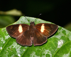 Potamanaxas flavofasciata