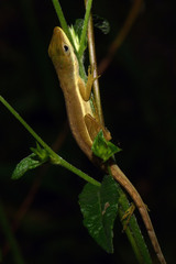 Anolis krugi
