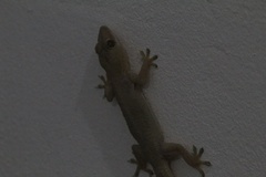 Hemidactylus mabouia